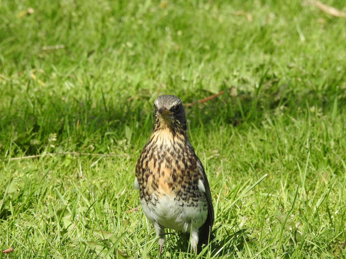 Fieldfare - Zahra El Ansary