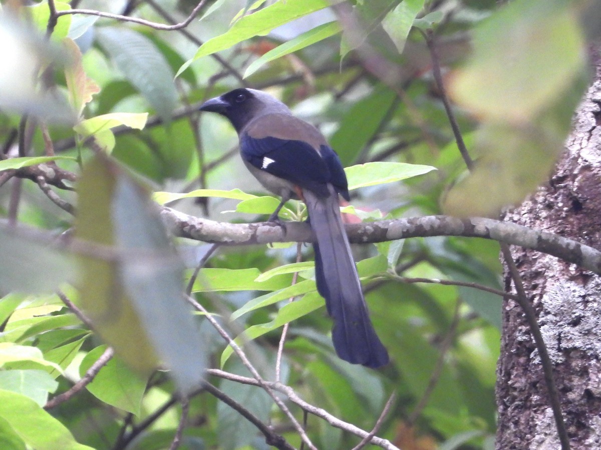 Gray Treepie - Jageshwer verma