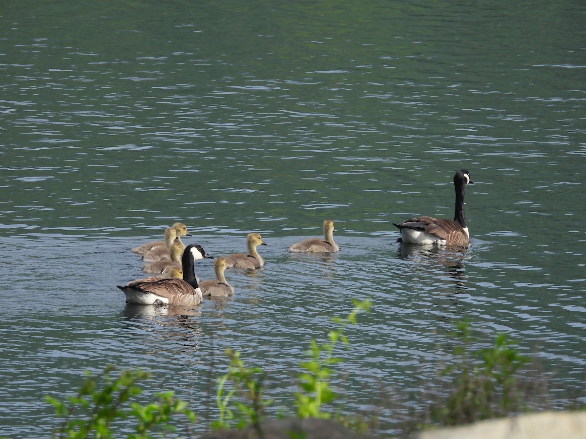 Canada Goose - Stella Miller