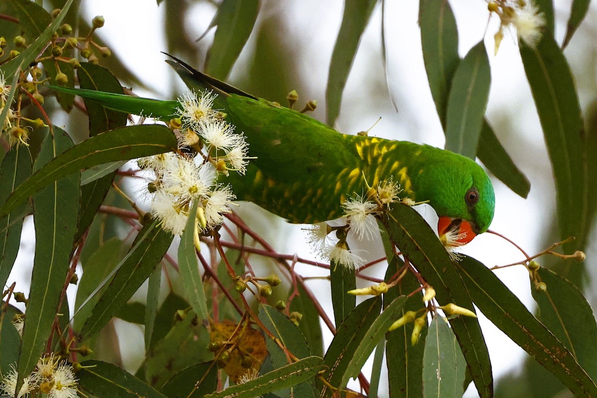 Scaly-breasted Lorikeet - ML619433904