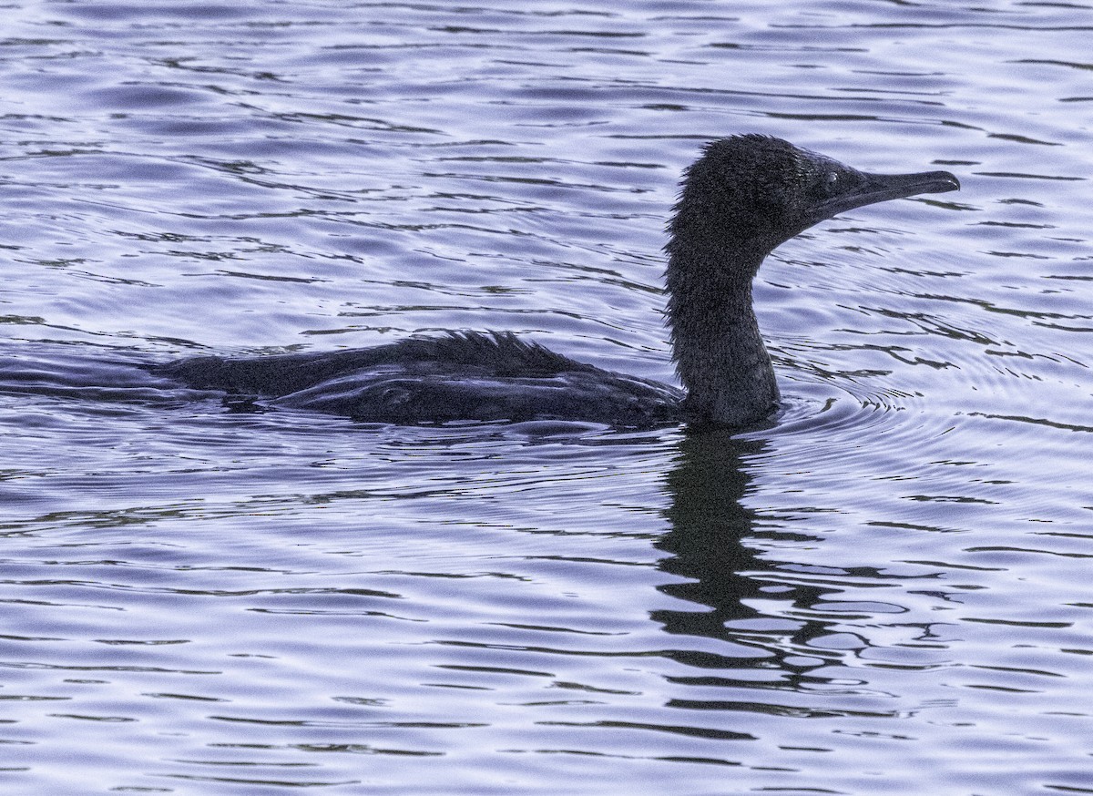 Little Black Cormorant - John Brown