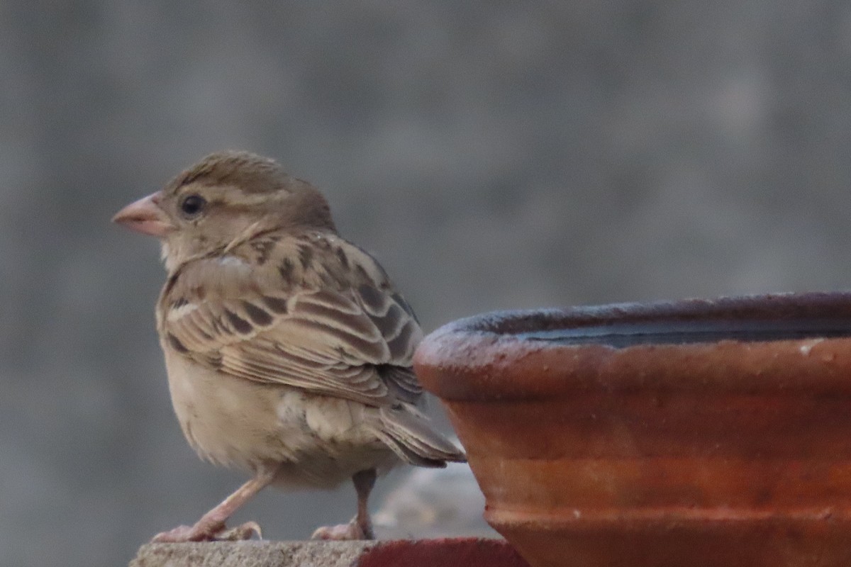 House Sparrow - Chitra Ingole