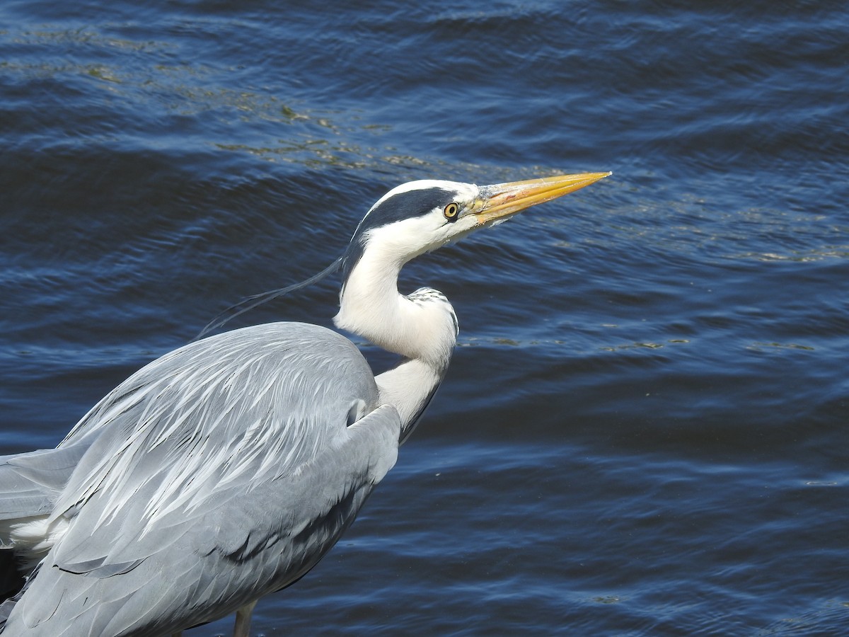 Gray Heron - Zahra El Ansary