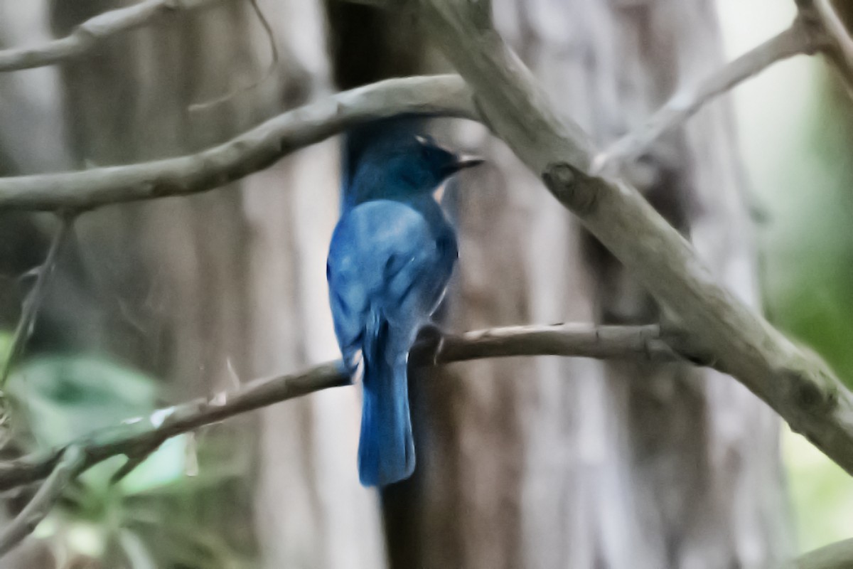 Tickell's Blue Flycatcher - chandana roy