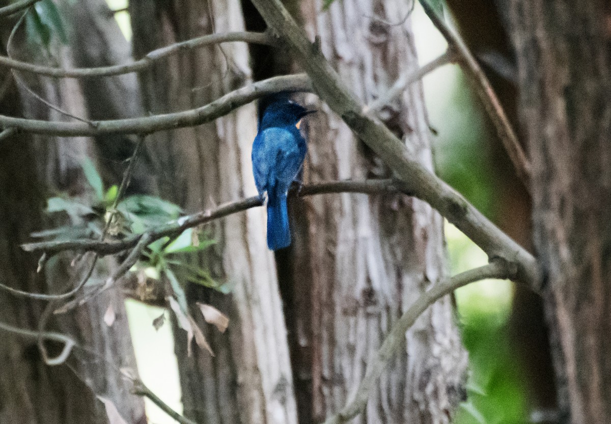 Tickell's Blue Flycatcher - chandana roy