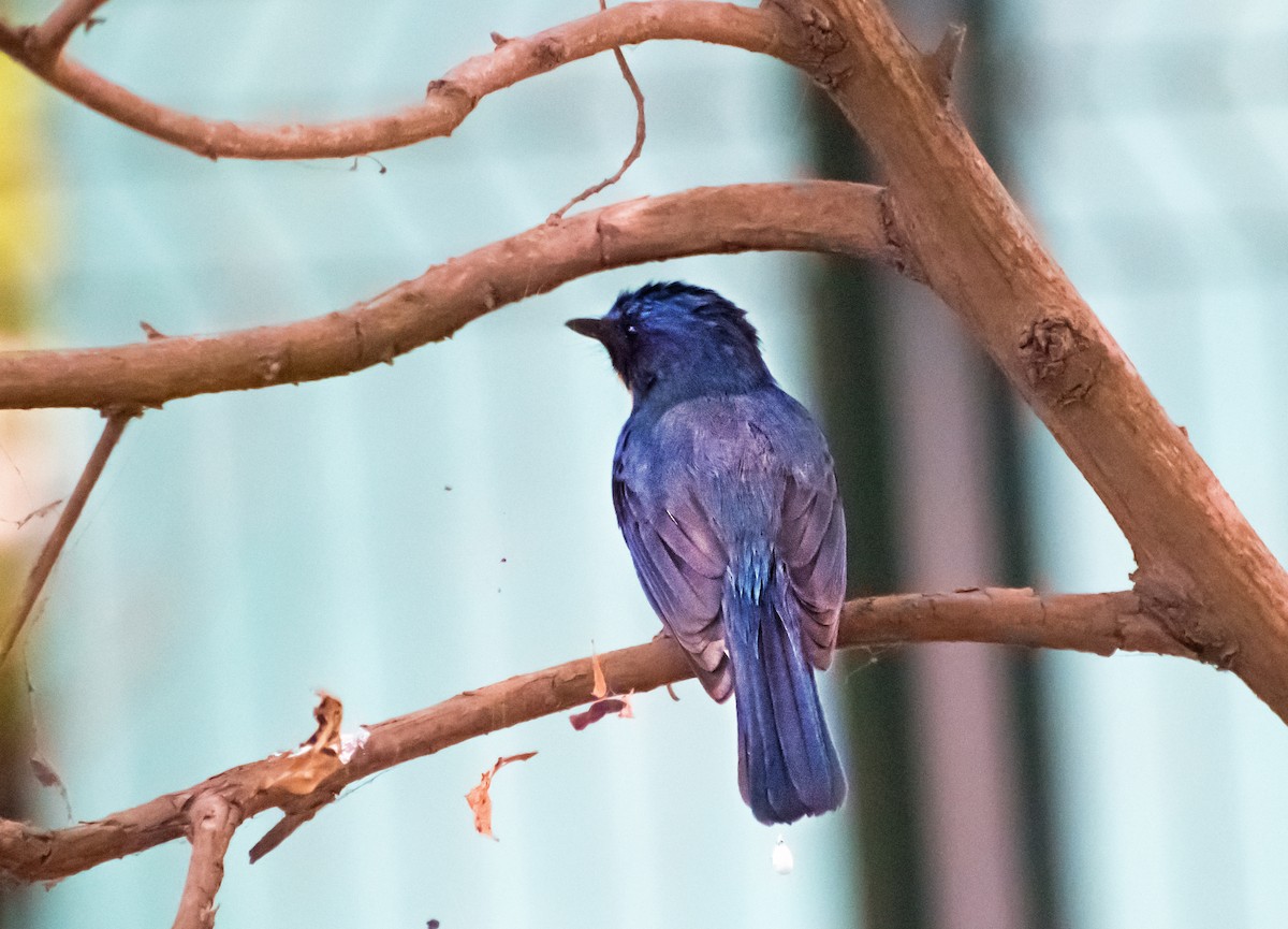 Tickell's Blue Flycatcher - chandana roy