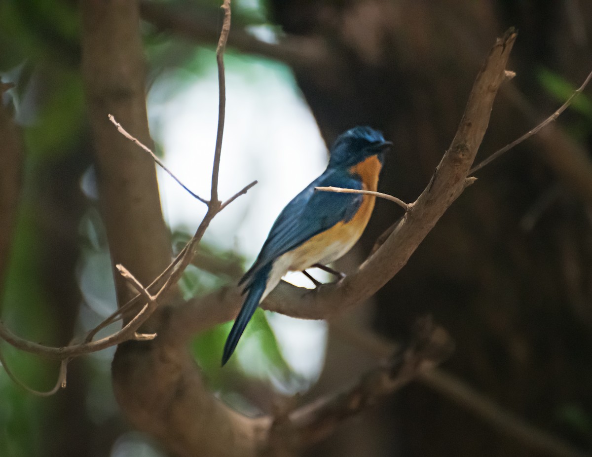 Tickell's Blue Flycatcher - chandana roy