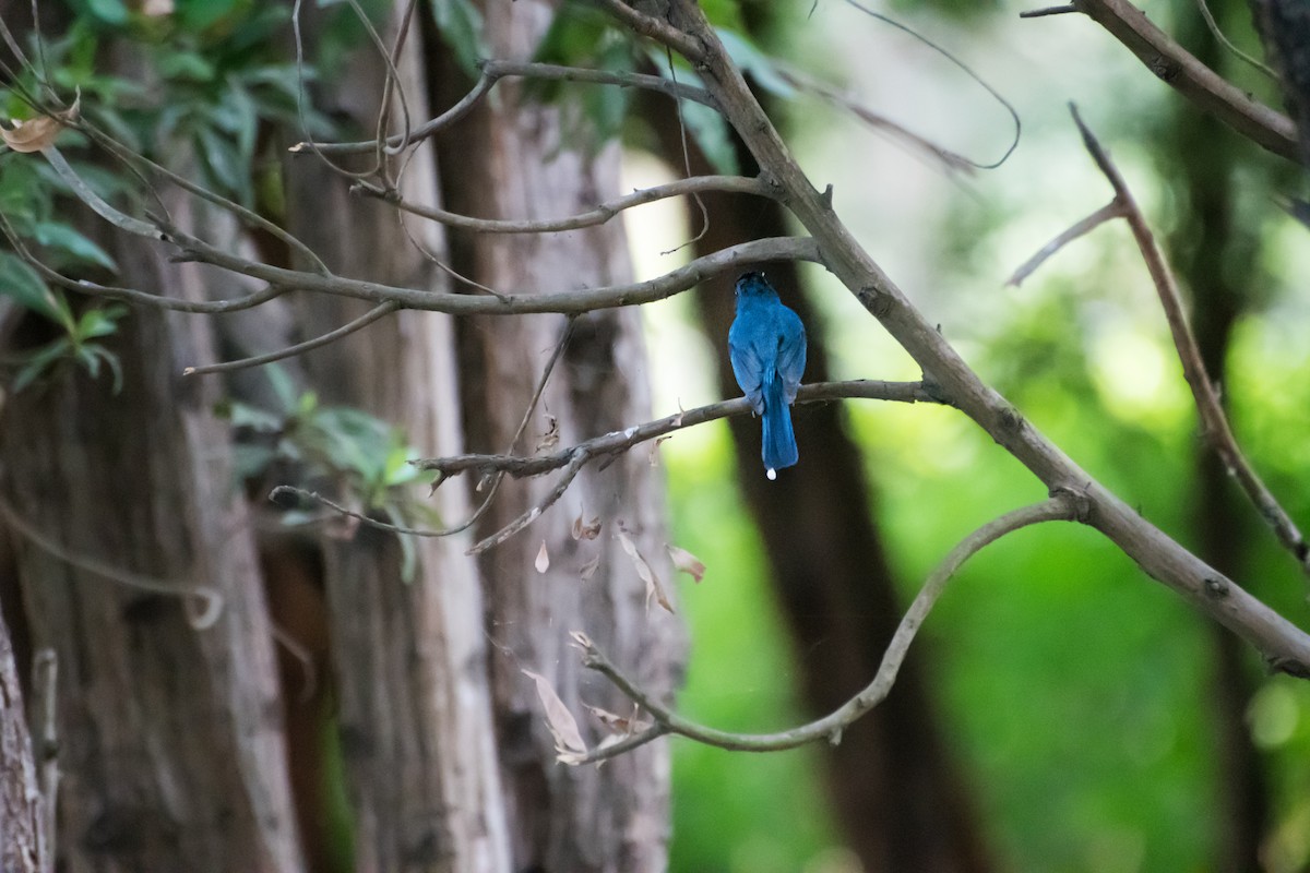Tickell's Blue Flycatcher - chandana roy