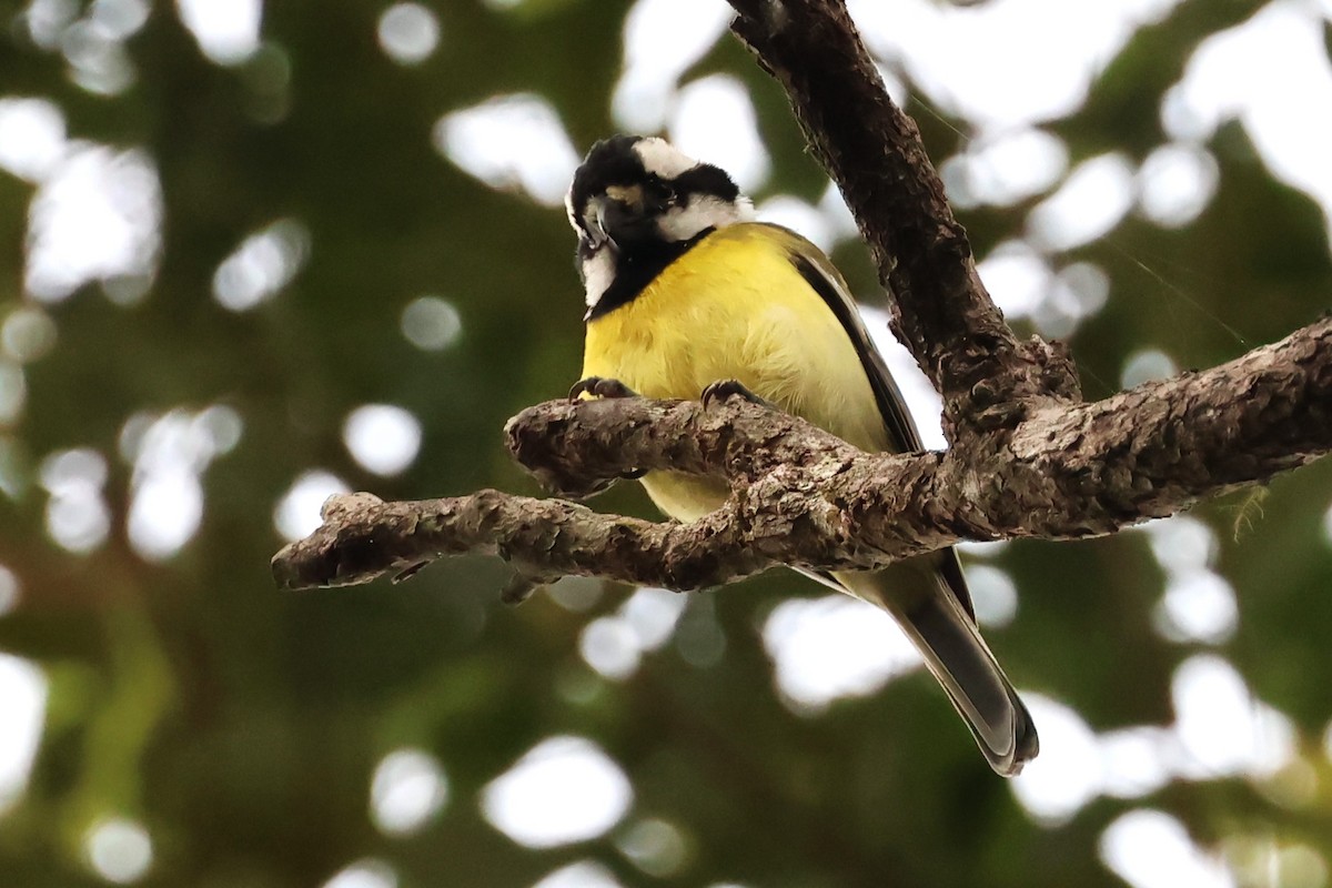 Eastern Shrike-tit - Mark and Angela McCaffrey