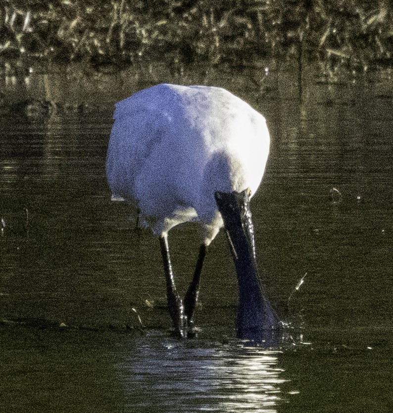 Royal Spoonbill - John Brown