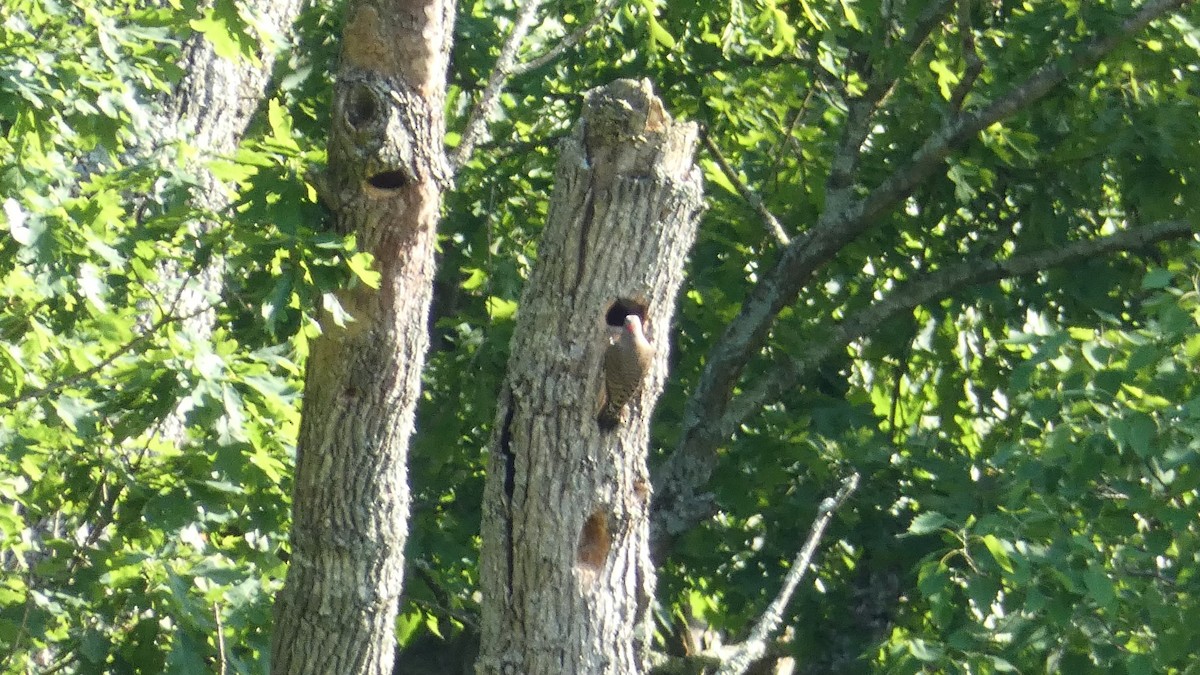 Northern Flicker (Yellow-shafted) - Dave  Barnes