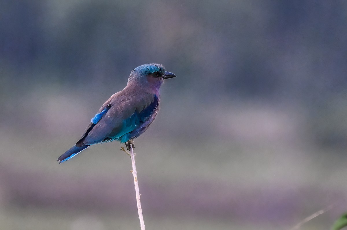 Indochinese Roller - Mamta Munjal