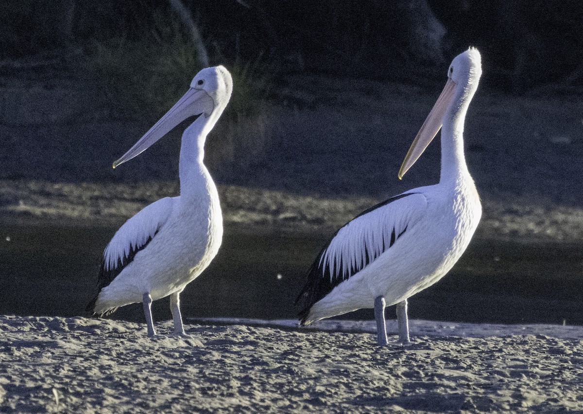 Australian Pelican - John Brown