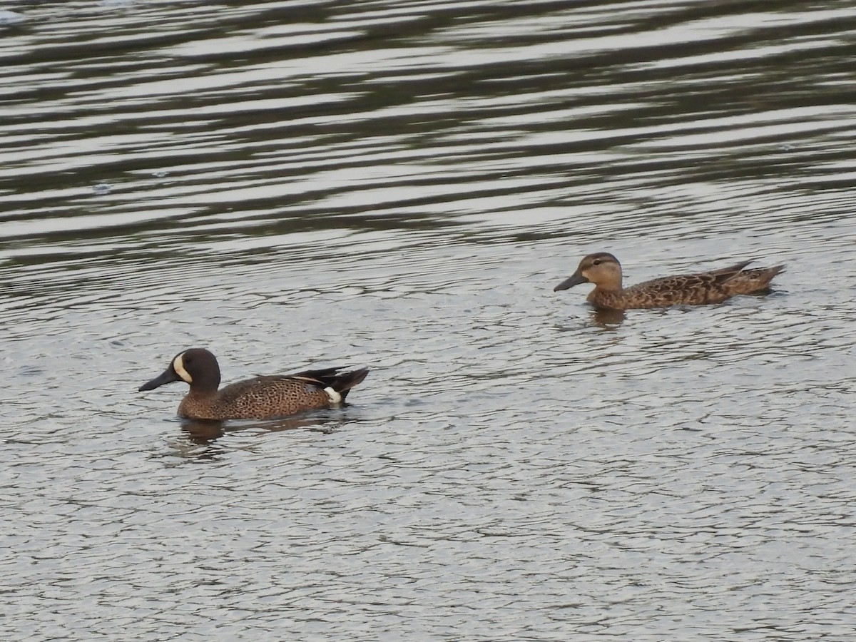 Blue-winged Teal - Rhonda Langelaan