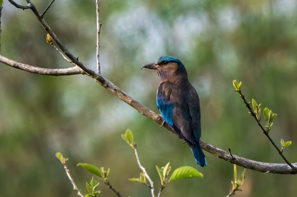 Indochinese Roller - Mamta Munjal