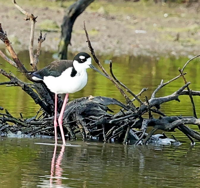 Black-necked Stilt (Black-necked) - Maciej  Kotlarski