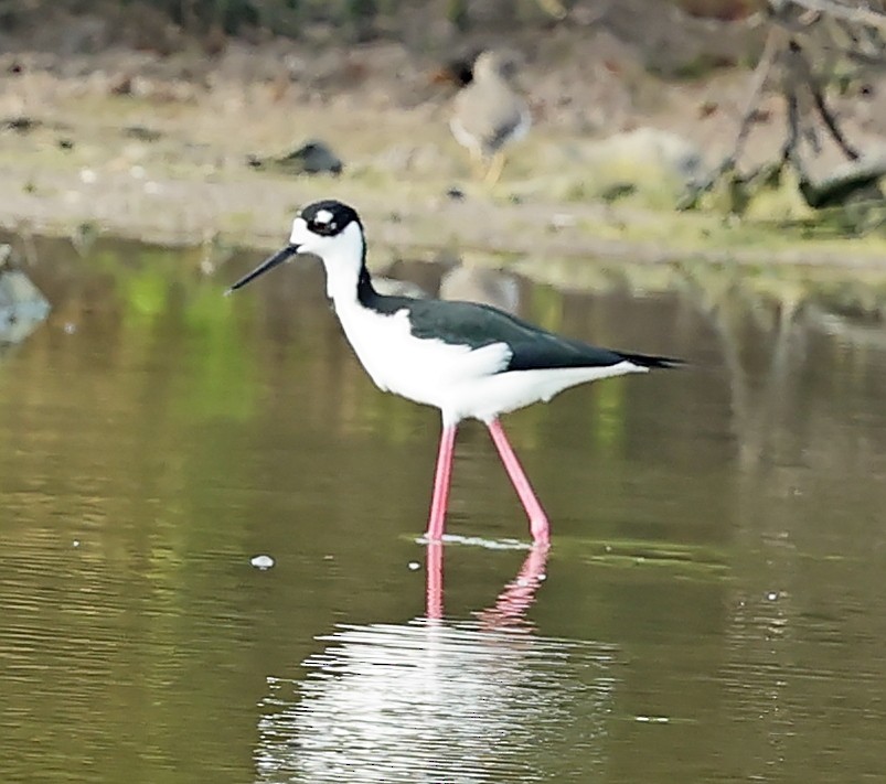 Black-necked Stilt (Black-necked) - Maciej  Kotlarski