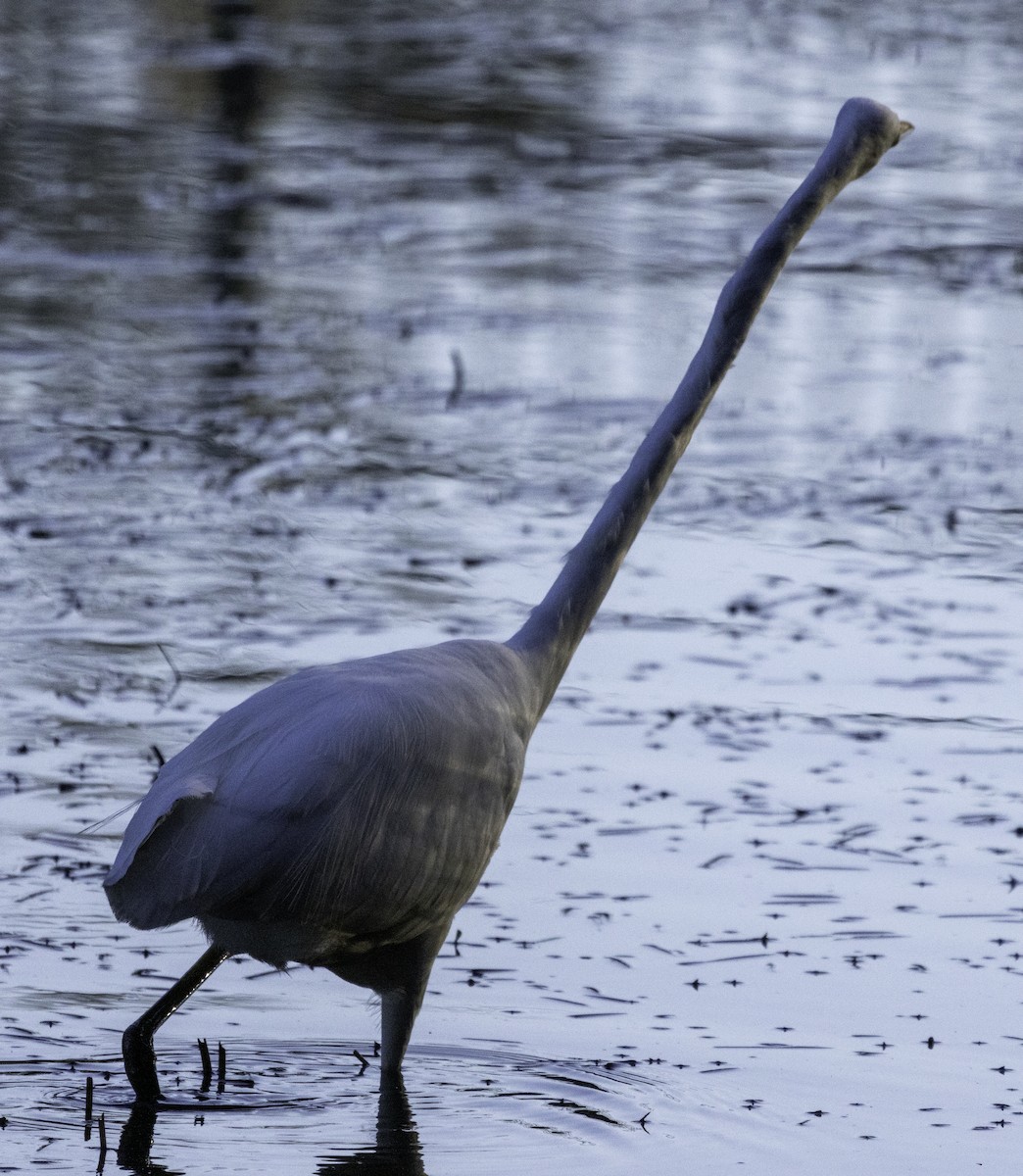 Great Egret - John Brown