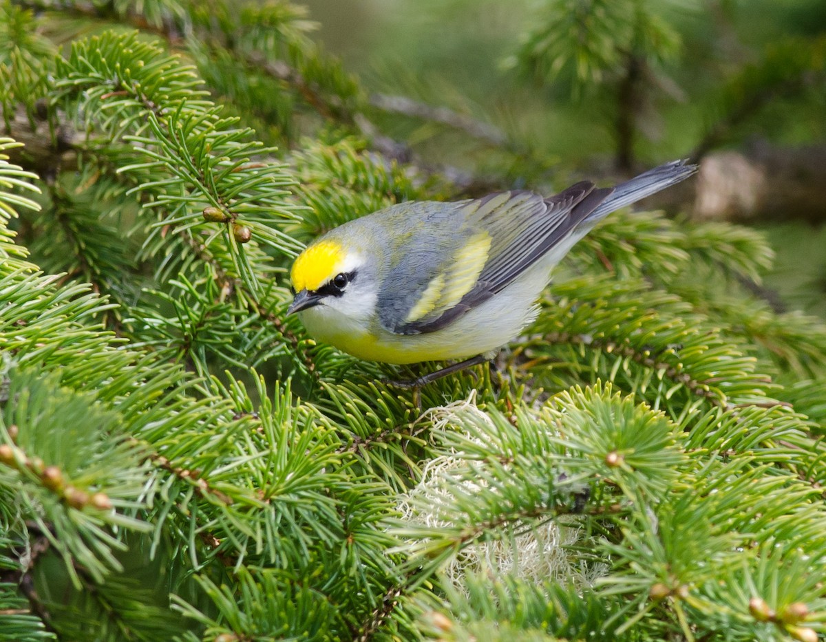 gullvingeparula x blåvingeparula (F1 hybrid) - ML619434005