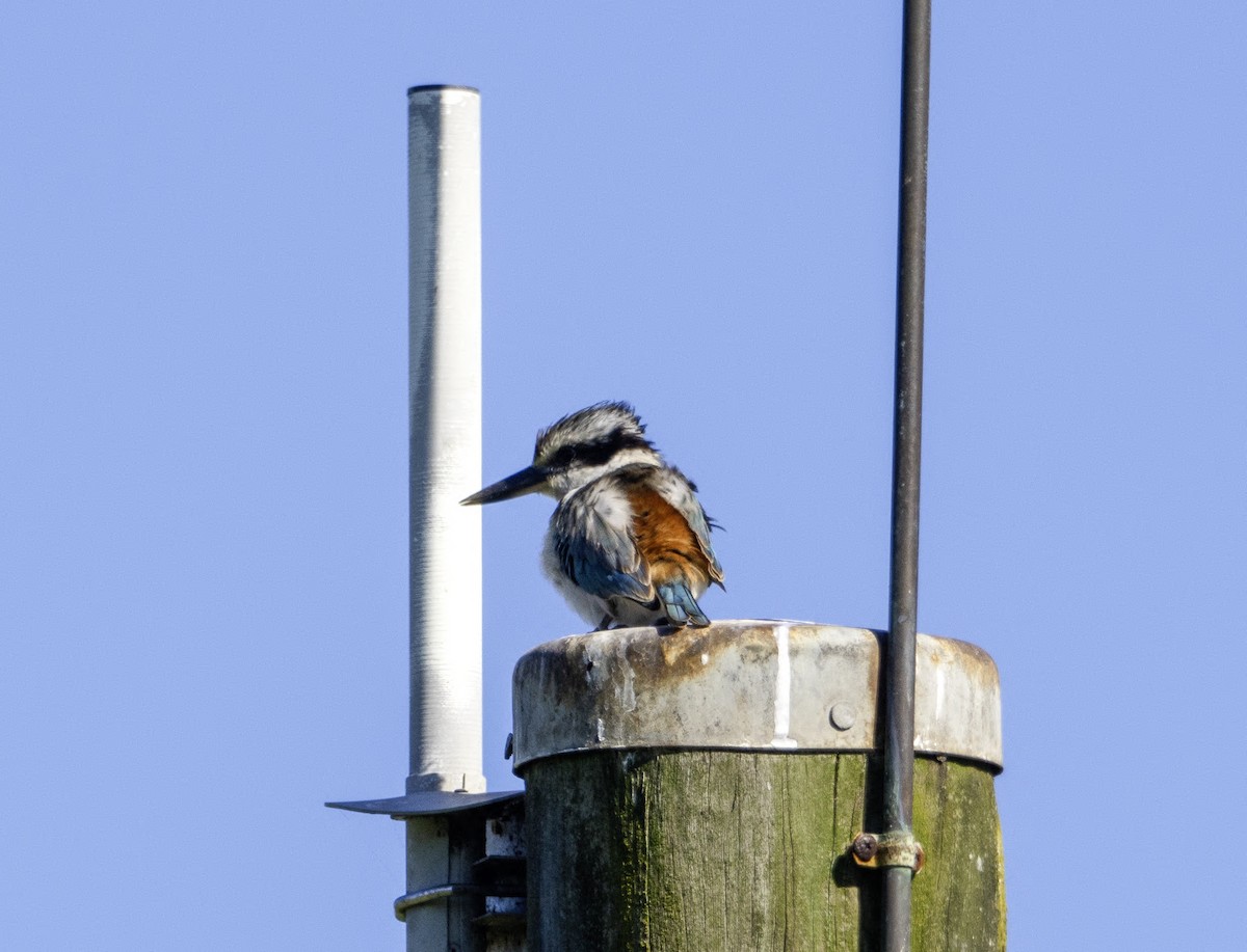 Red-backed Kingfisher - Carol Abbott