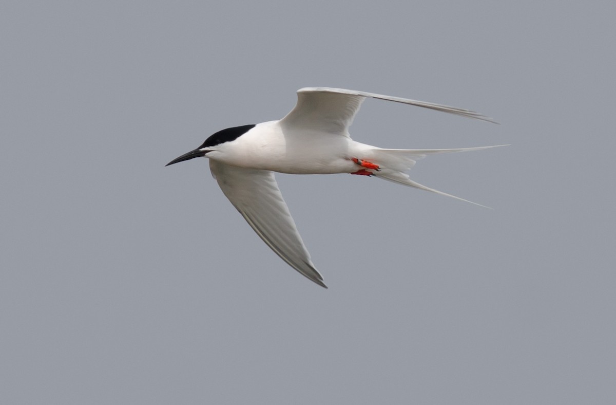 Roseate Tern - Alix d'Entremont