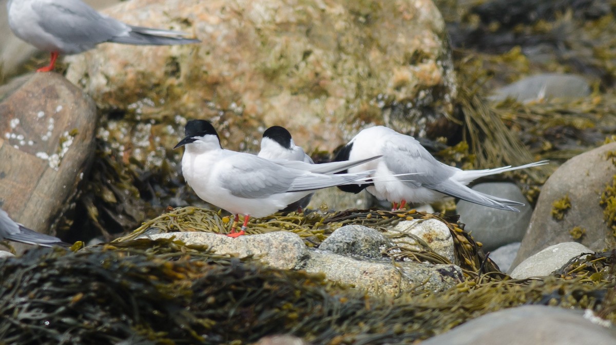 Roseate Tern - Alix d'Entremont