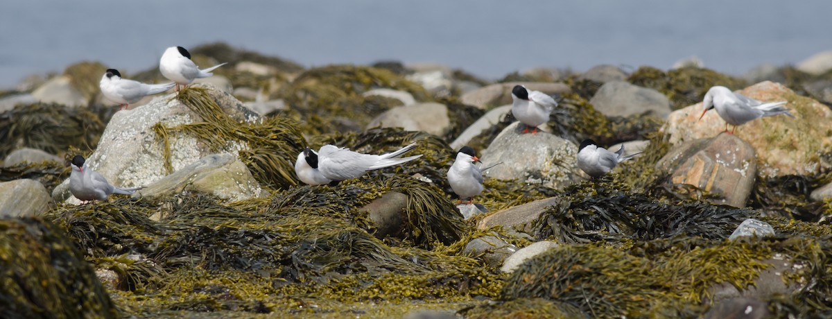 Roseate Tern - Alix d'Entremont