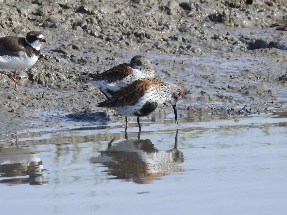 Dunlin - Laura Mae