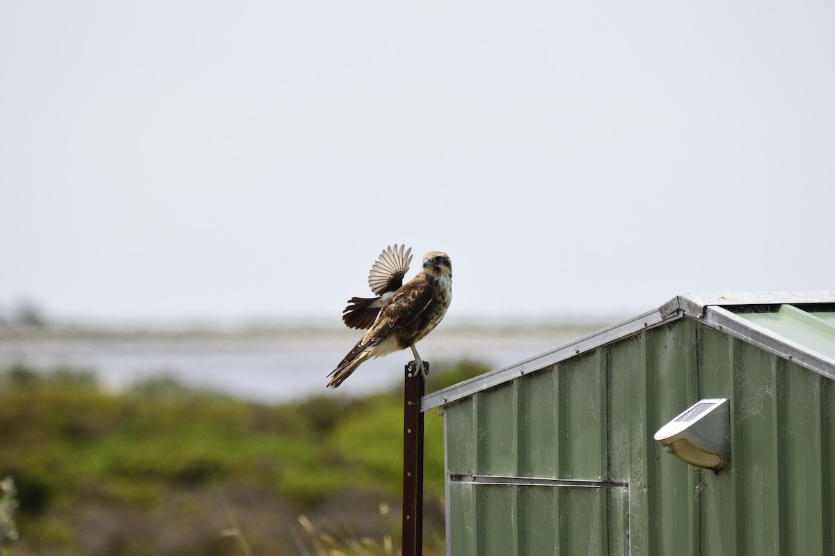 Brown Falcon - Ken Crawley