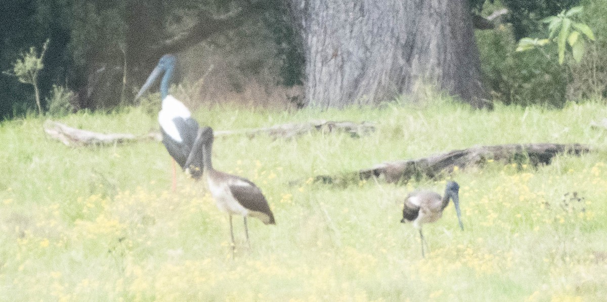 Black-necked Stork - Hitomi Ward