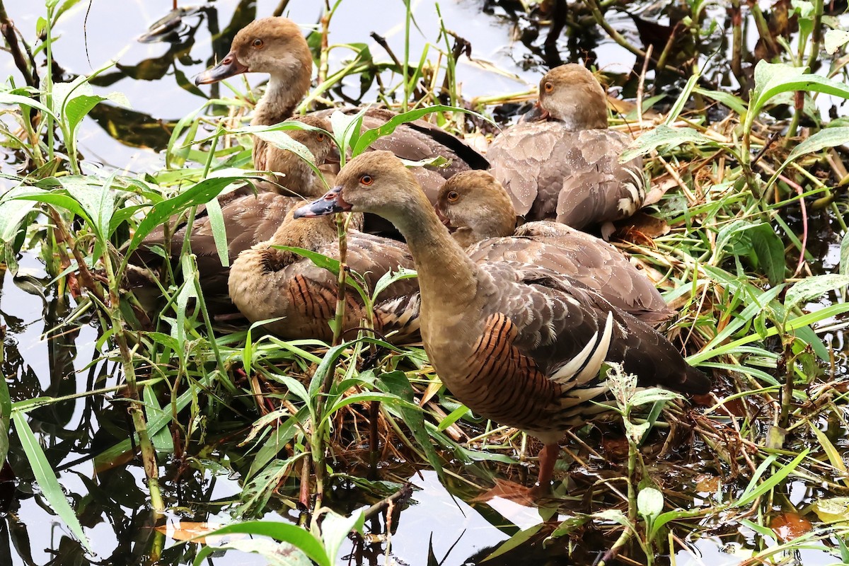 Plumed Whistling-Duck - Mark and Angela McCaffrey