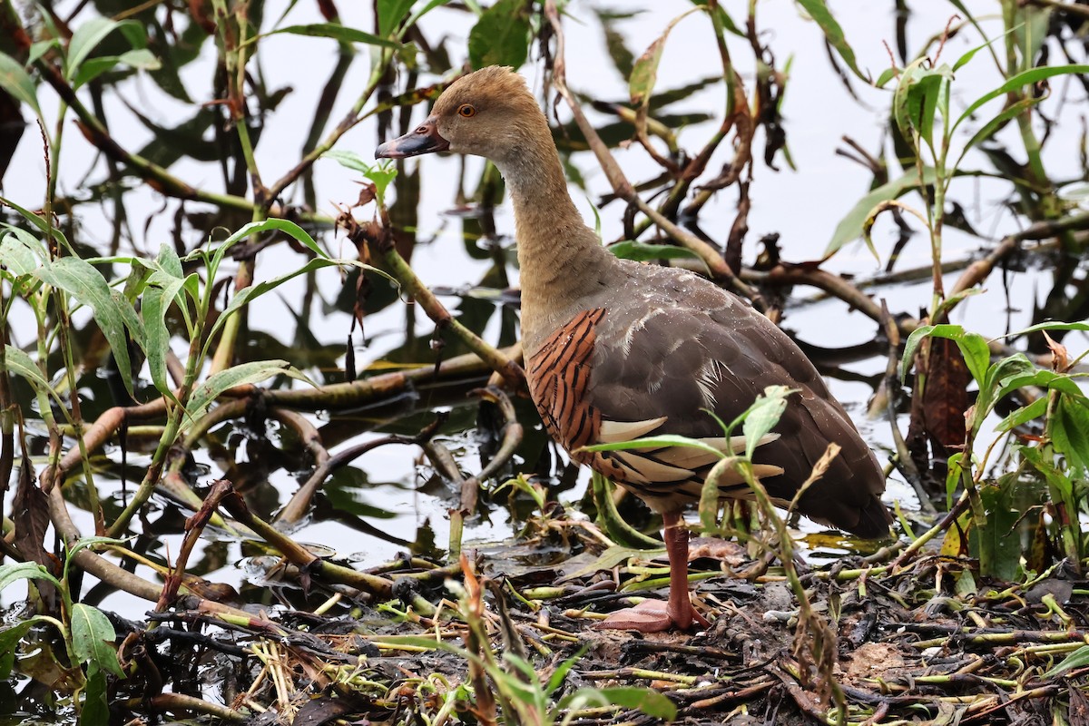 Plumed Whistling-Duck - Mark and Angela McCaffrey