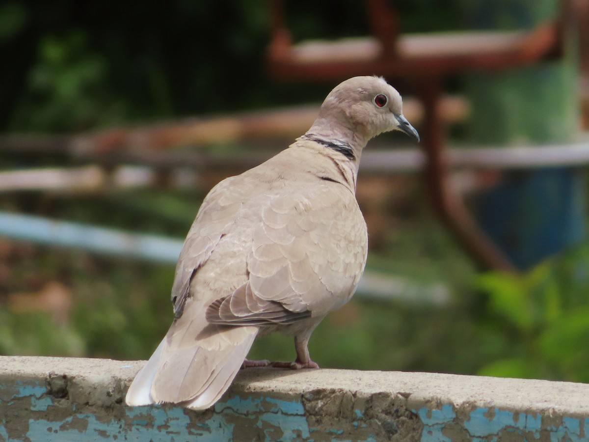 Eurasian Collared-Dove - Kseniia Marianna Prondzynska