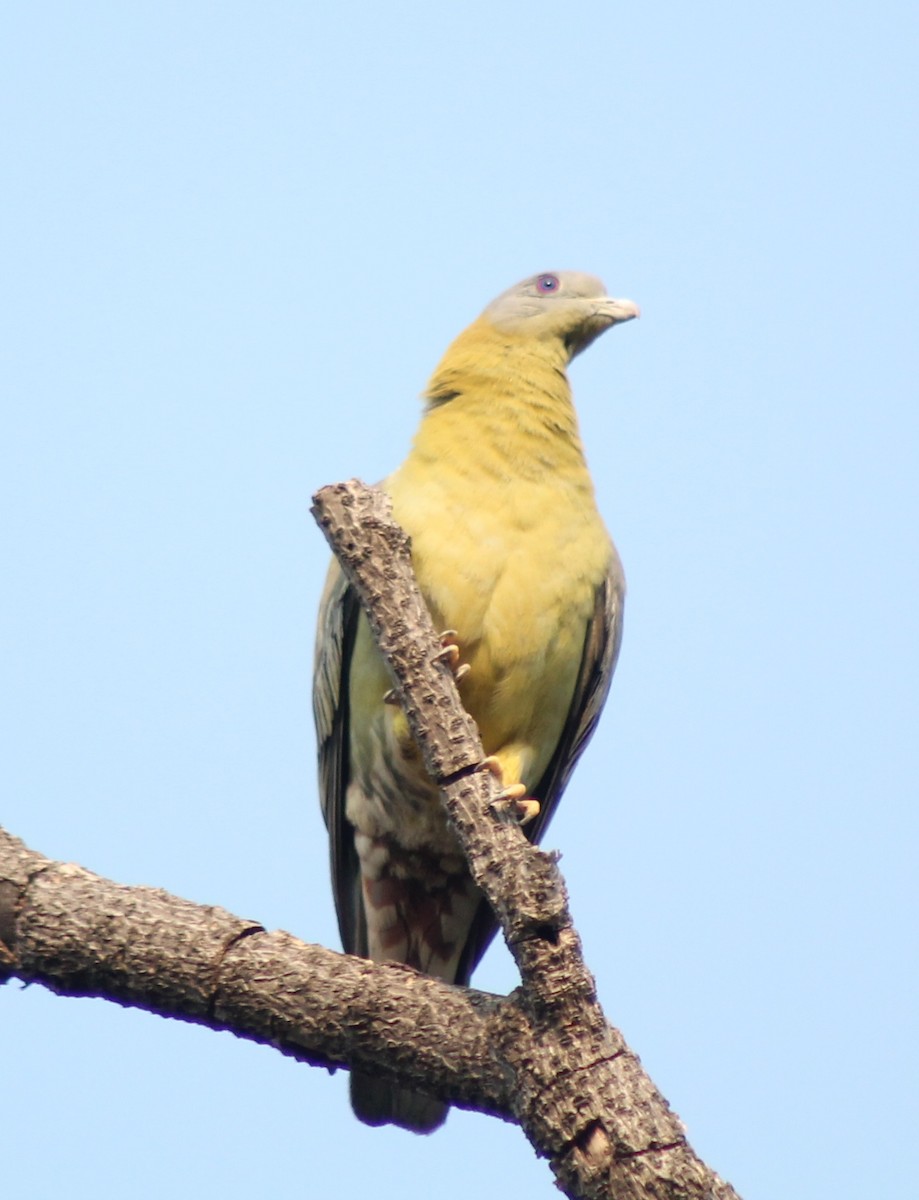 Yellow-footed Green-Pigeon - Madhavi Babtiwale