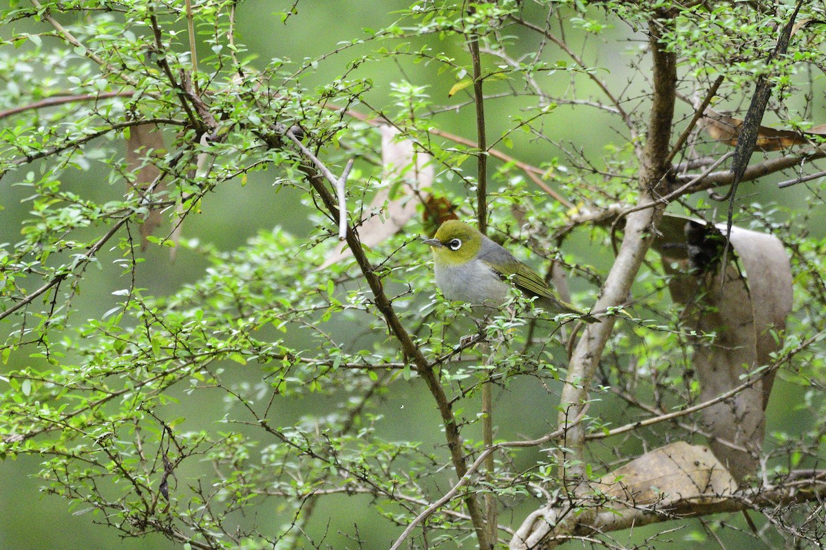 Silvereye - Ken Crawley