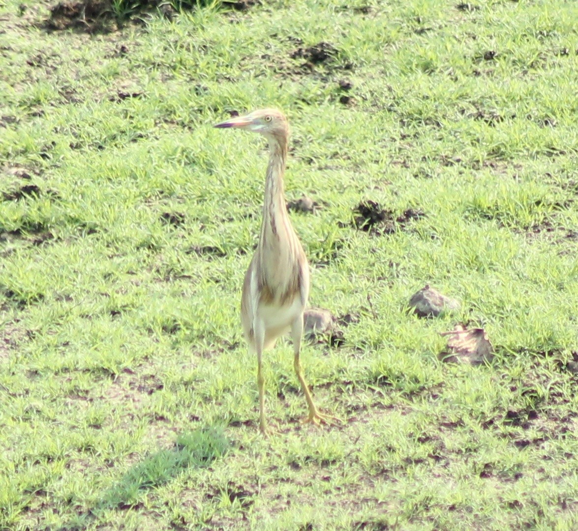 Indian Pond-Heron - Madhavi Babtiwale