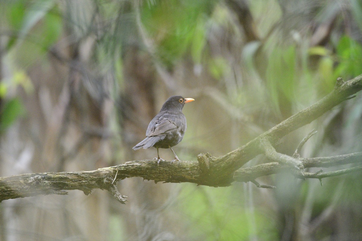 Eurasian Blackbird - Ken Crawley