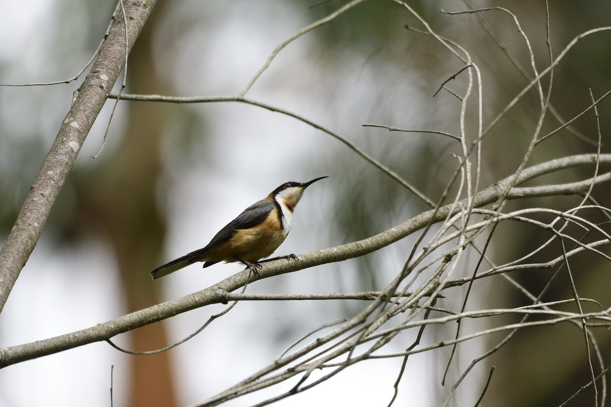 Eastern Spinebill - Ken Crawley