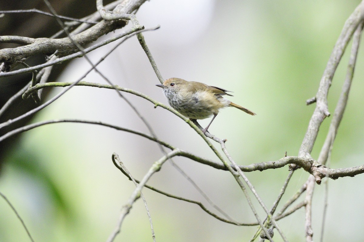 Brown Thornbill - Ken Crawley