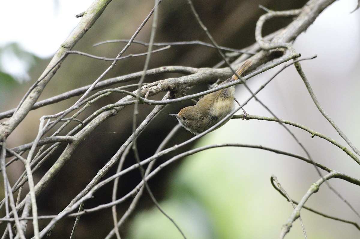 Brown Thornbill - Ken Crawley