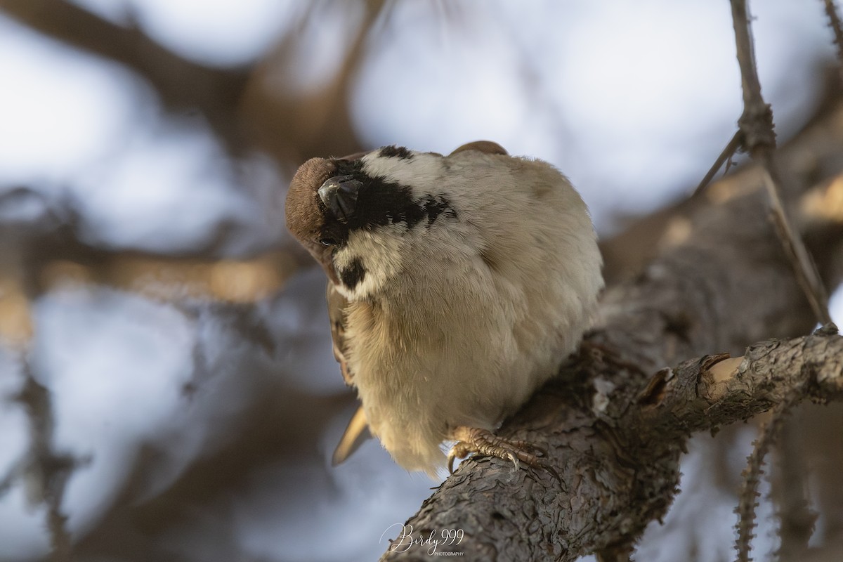 Eurasian Tree Sparrow - Cara Chen