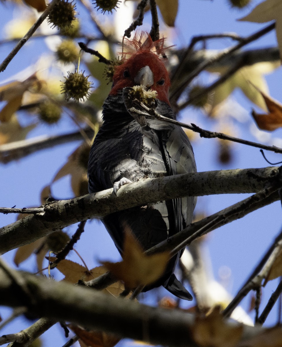 Gang-gang Cockatoo - ML619434119