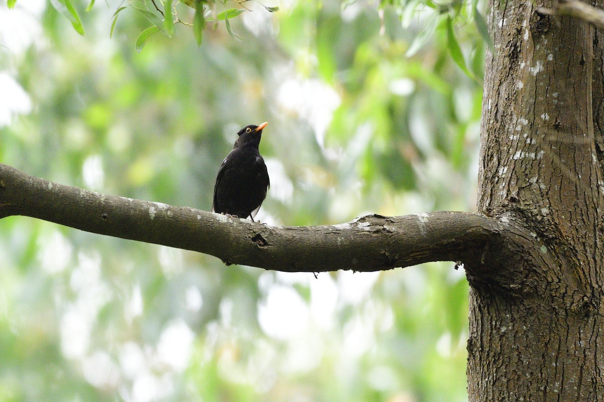 Eurasian Blackbird - Ken Crawley