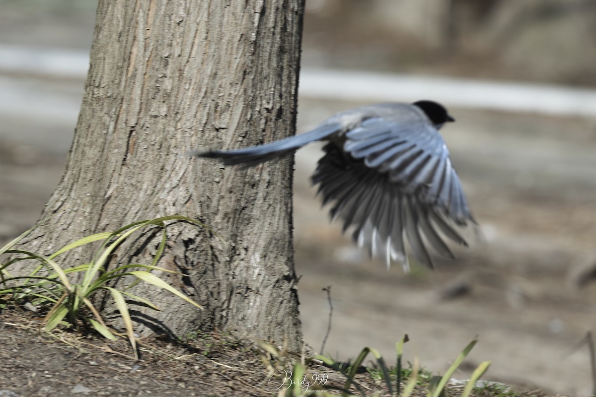 Azure-winged Magpie - Cara Chen