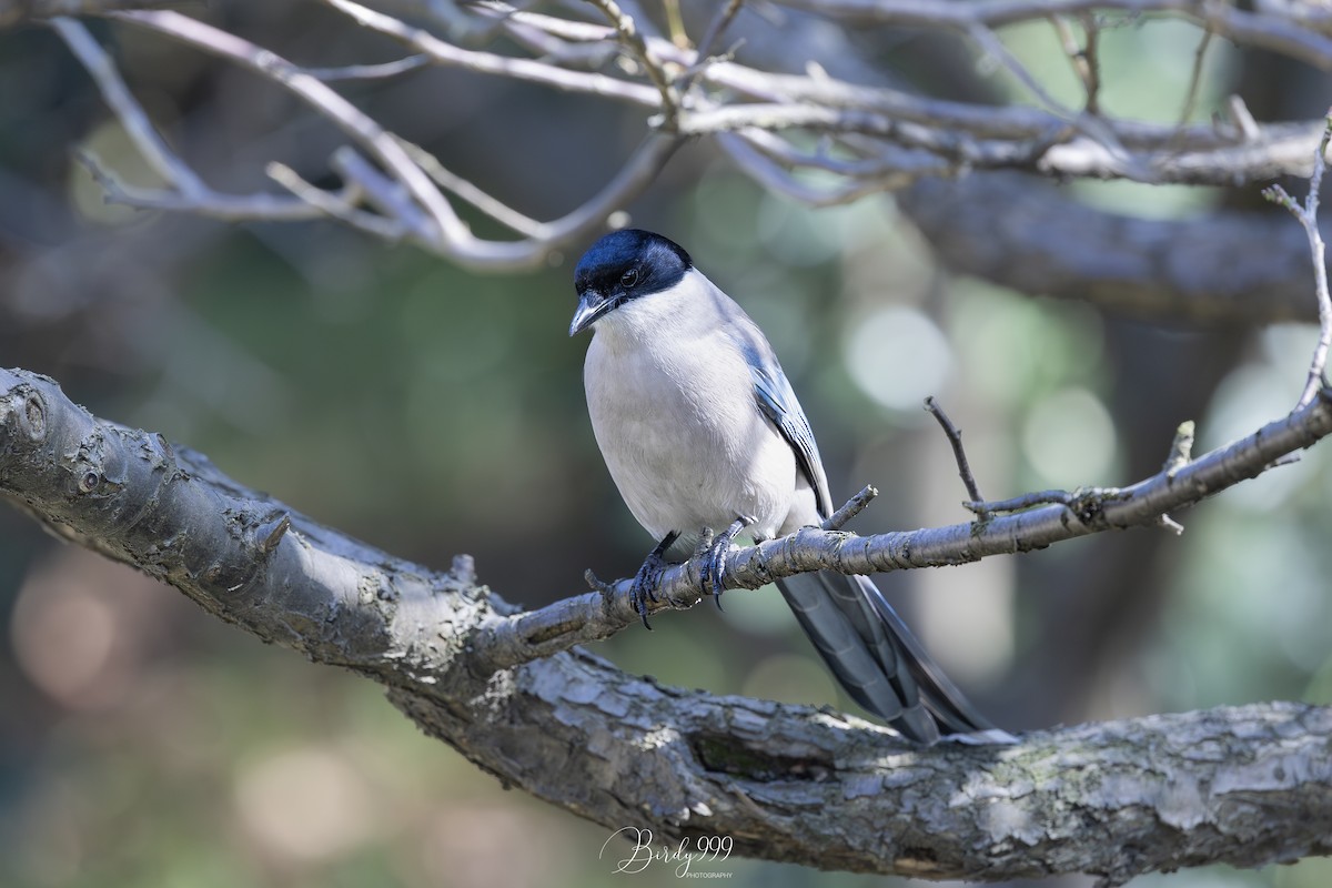 Azure-winged Magpie - Cara Chen