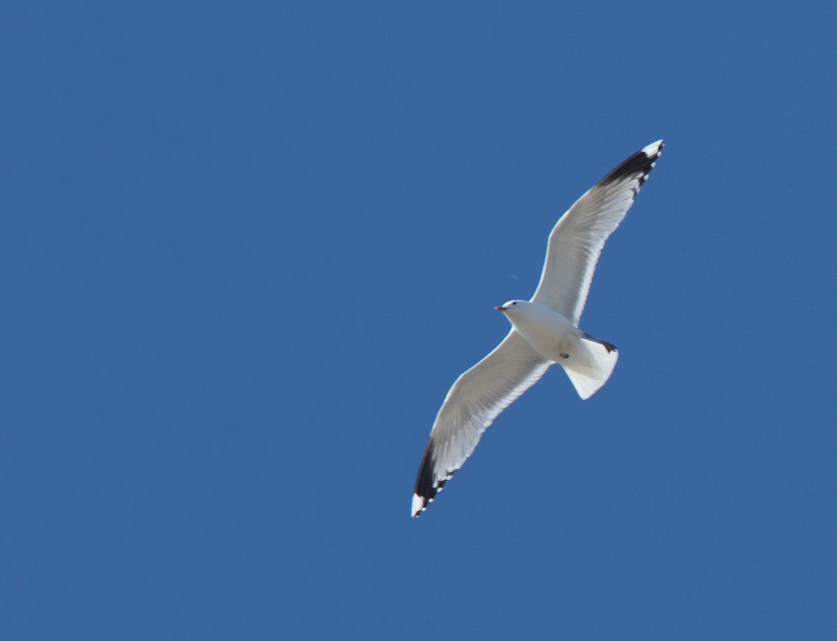 Common Gull - Veikko Salo