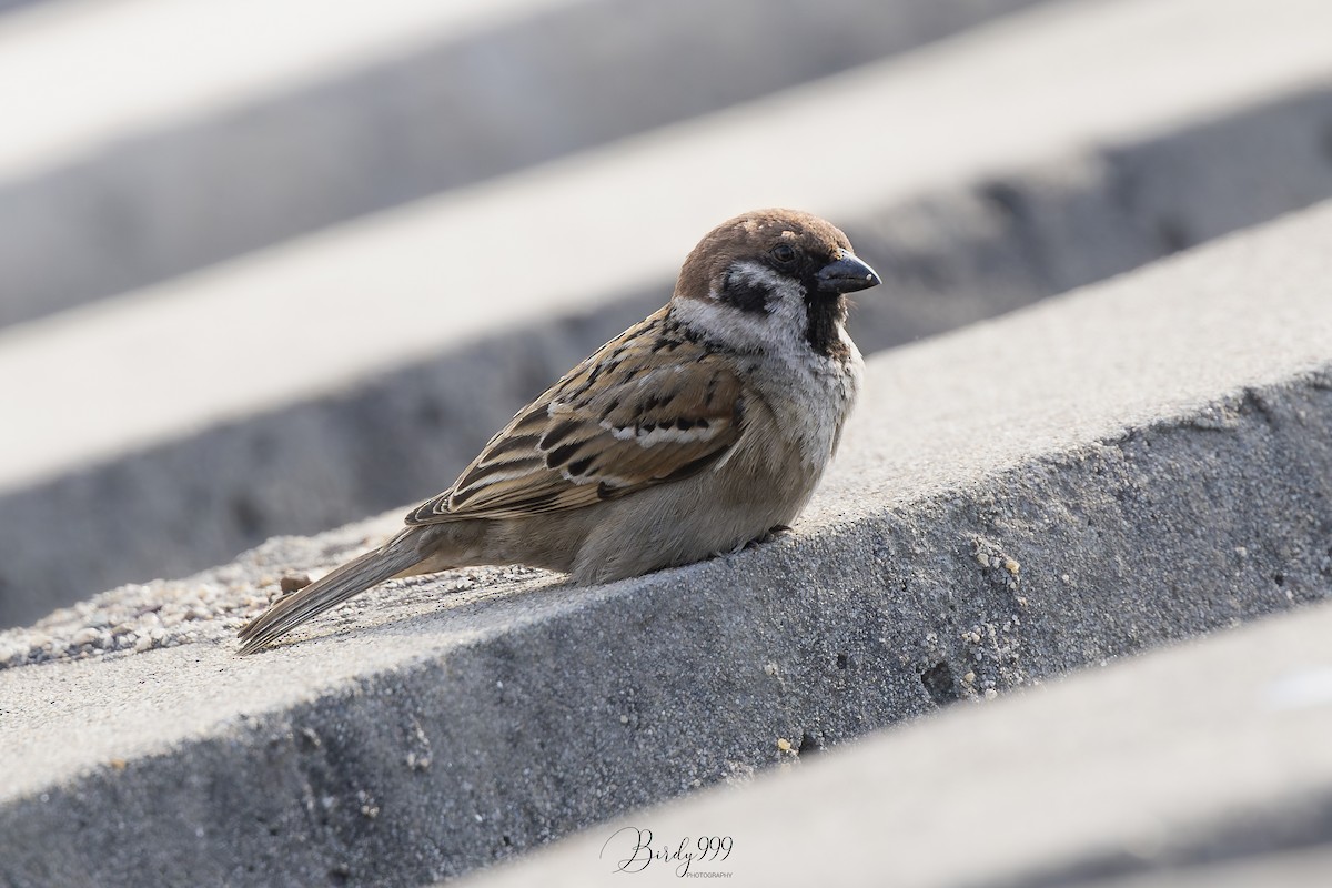 Eurasian Tree Sparrow - Cara Chen