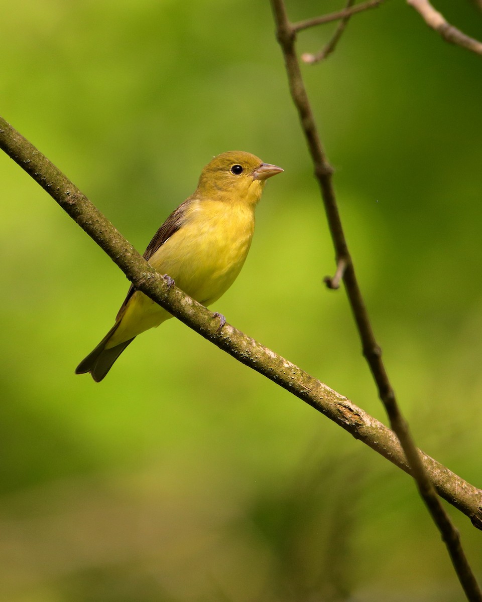 Scarlet Tanager - Wes Slauenwhite