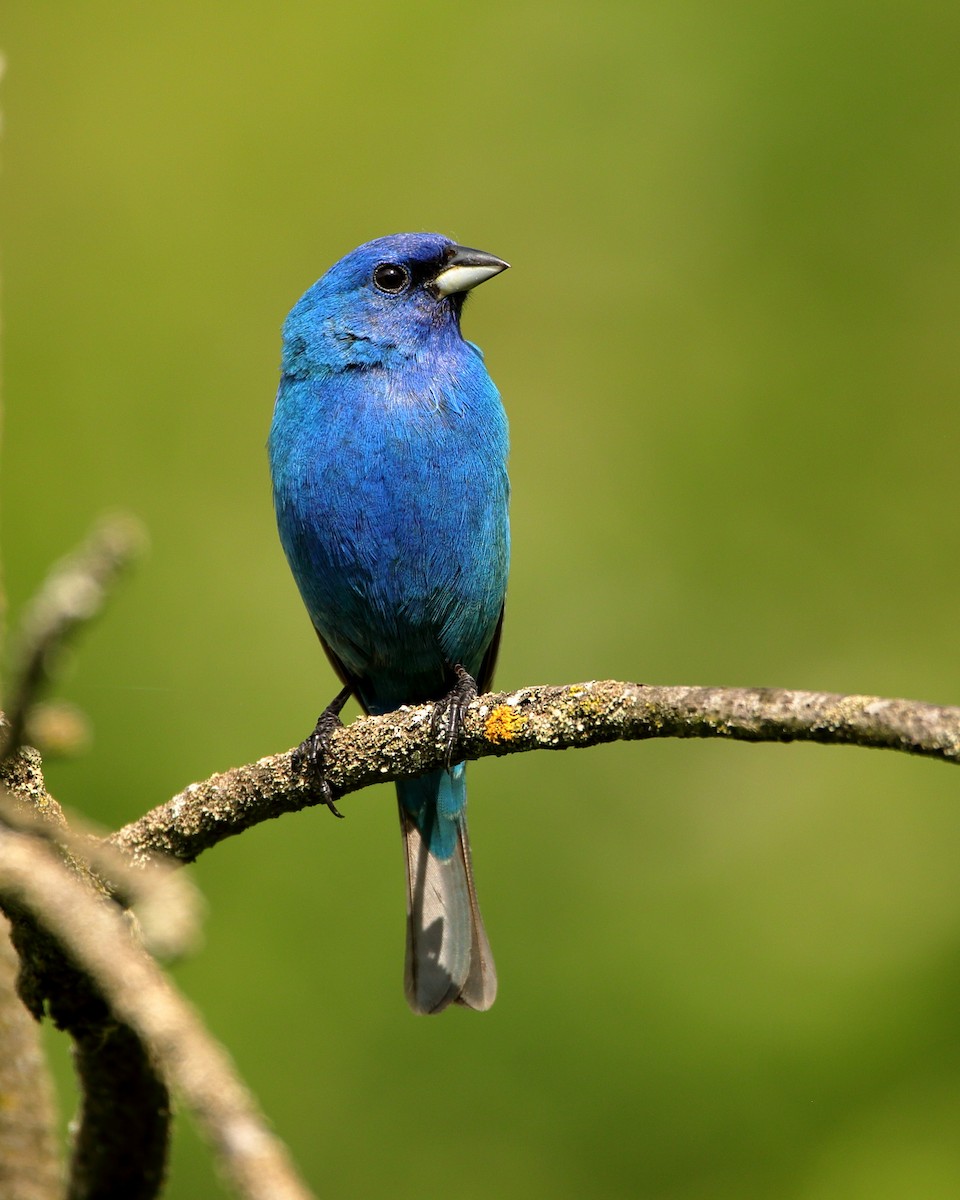 Indigo Bunting - Wes Slauenwhite