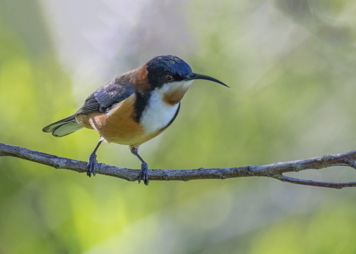 Eastern Spinebill - ML619434160